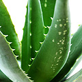 aloe vera krásná a záhadná